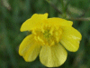 Meadow Buttercup (Ranunculus acris)