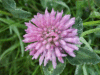 Red Clover (trefolium repens)
