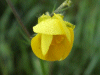 Meadow Buttercup (Ranunculus acris)
