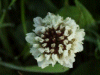 White Clover/Dutch Clover (Trifolium repens)