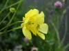 Meadow Buttercup (Ranunculus acris)