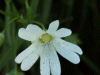 Stitchwort (Stellaria holostea)