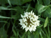 White Clover/Dutch Clover (Trifolium repens)