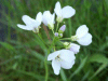 Cuckoo Flowers (Cardamine pratensis agg)