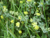 Black Medick (Medicago lupulina)