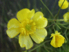 Meadow Buttercup (Ranunculus acris)