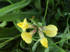 Common Bird's-foot trefoil (Lotus corniculatus)