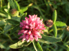 Red Clover (trefolium repens)