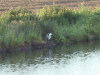 Heron along the canal