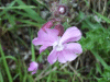 Red Campion (Silene dioica)