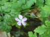 Herb-Robert (Geranium robertianum)