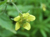 Wood Avens/Herb Bennet (Geum urbanum)
