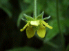 Wood Avens/Herb Bennet (Geum urbanum)