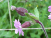 Red Campion (Silene dioica)