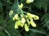 Ball Mustard (Neslia paniculata)