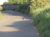 English magpie looking for grubs on the road