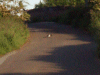 English magpie looking for grubs on the road