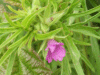 Cut-leaved Cranesbill (Geranium dissectum)