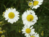 Scentless Mayweed (Matricaria perforata) and Daisy (Bellis perennis)