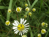 Scentless Mayweed (Matricaria perforata)