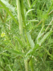 Leaves of Scentless Mayweed (Matricaria perforata) and Daisy (Bellis perennis)