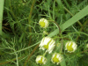 Scentless Mayweed (Matricaria perforata)