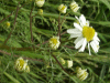 Scentless Mayweed (Matricaria perforata)