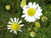 Scentless Mayweed (Matricaria perforata) and Daisy (Bellis perennis)