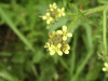 Tall Rocket (Sisymbrium altissimum)