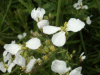Wild Radish (Raphanus raphanistrum)