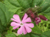 Red Campion (Silene dioica)