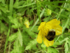 Bee on a Meadow Buttercup (Ranunculus acris)