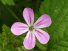 Herb-Robert (Geranium robertianum)