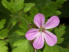 Herb-Robert (Geranium robertianum)