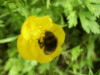 Bee on a Meadow Buttercup (Ranunculus acris)