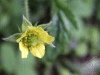 Wood Avens/Herb Bennet (Geum urbanum)