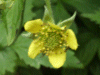 Wood Avens/Herb Bennet (Geum urbanum)