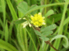 Black Medick (Medicago lupulina)
