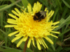 Bee on a Dandelion (Taraxacum officinale)