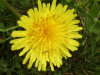 Dandelion (Taraxacum officinale)
