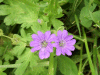 Dovesfoot Cranesbill (Geranium molle)