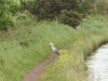 Heron beside the Canal