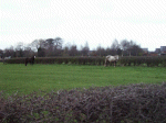 Horses near Hatton