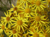 Oxford Ragwort (Senecio squalidus)
