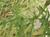 Oxford Ragwort (Senecio squalidus)