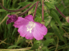 Great Willowherb (Epilobium hirsutum)