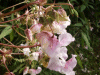 Policeman's Helmet/Himalayan Balsam (Impatiens glandulifera)