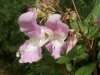 Policeman's Helmet/Himalayan Balsam (Impatiens glandulifera)