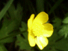 Meadow Buttercup (Ranunculus acris)