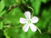 Herb-Robert (Geranium robertianum)